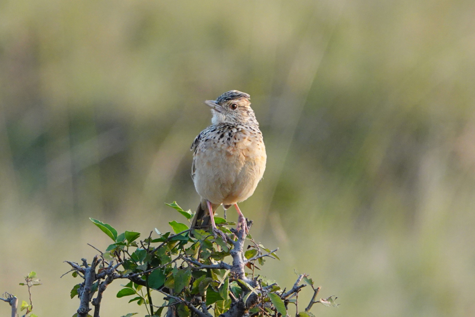 image Rufous-naped Lark